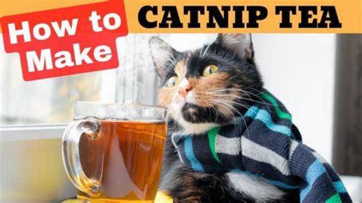 Can you drink catmint tea?