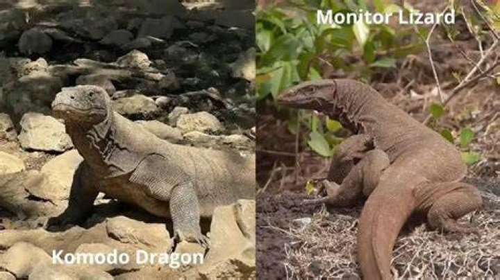Can you eat a monitor lizard?