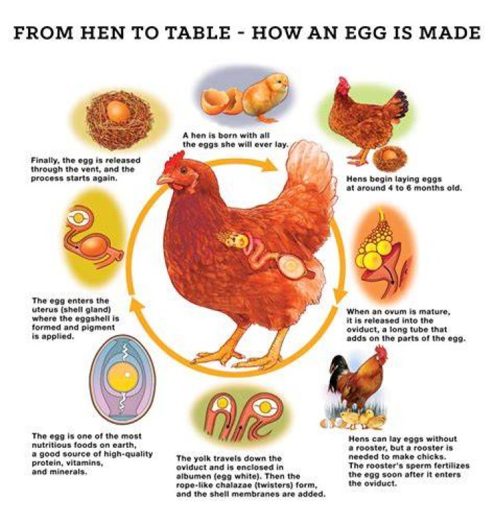 Can you eat eggs from chickens with worms?