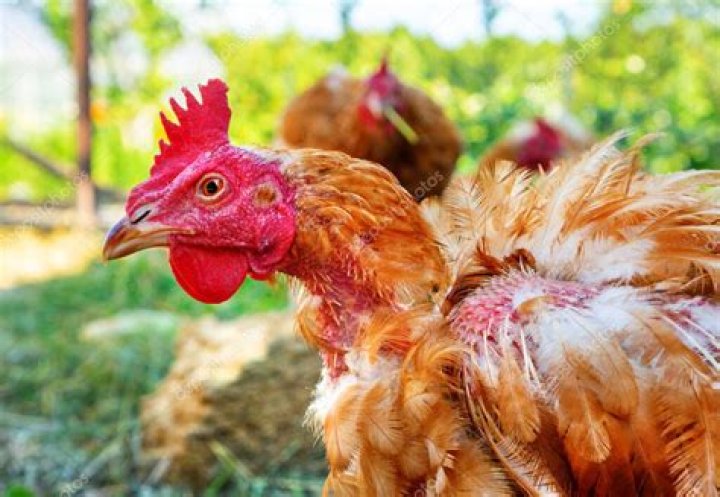 Can you eat eggs if chickens have worms?