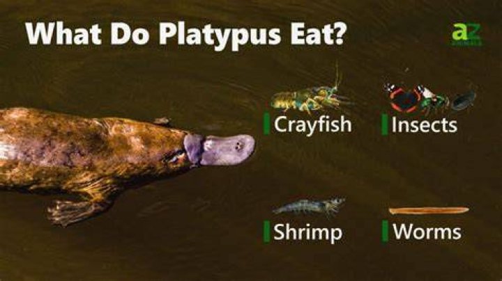 Can you eat platypus meat?