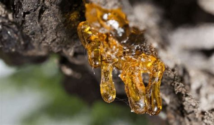 Can you eat tree resin?