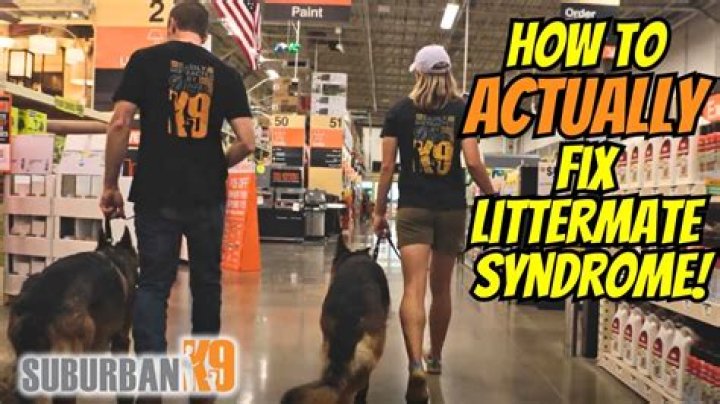 Can you fix littermate syndrome?