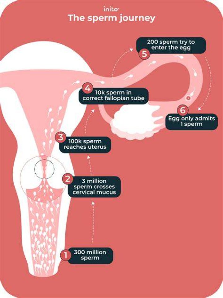 Can you get pregnant if you're not ovulating?