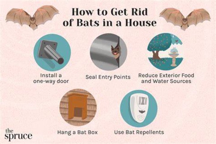 Can you get sick from bats in your house?