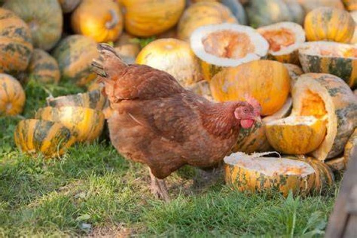Can you give pumpkin seeds to chickens?