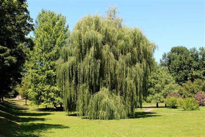 Can you grow a weeping willow tree from a cutting?