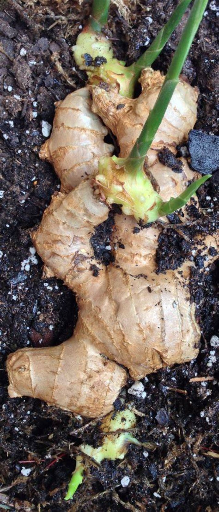 Can you grow ginger from ginger root?