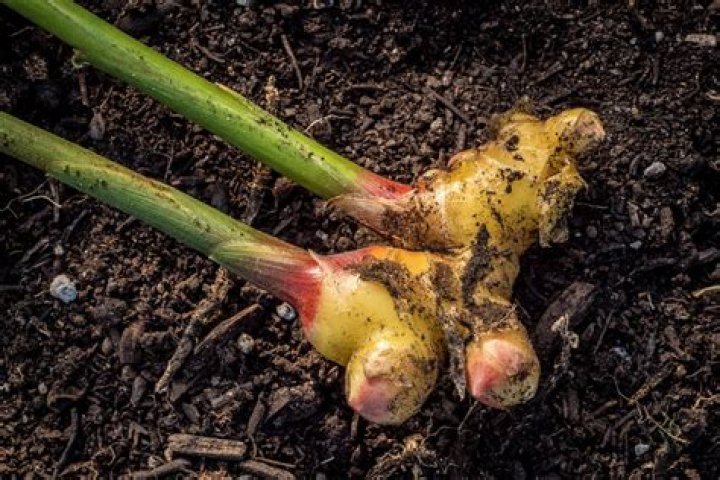 Can you grow ginger outdoors?