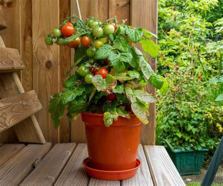 Can you grow tomatoes in a bale of hay?