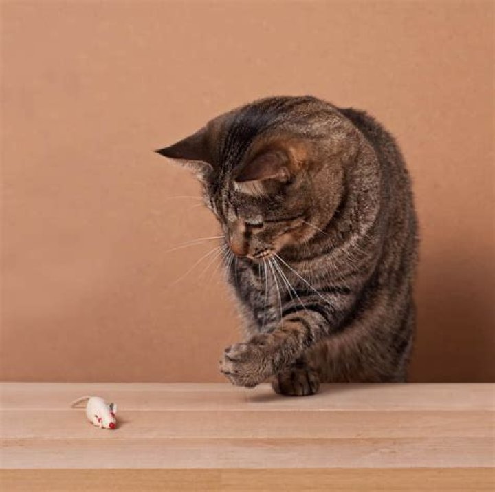 Can you hear mouse scratching?