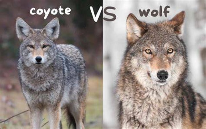 Can you make friends with coyotes?