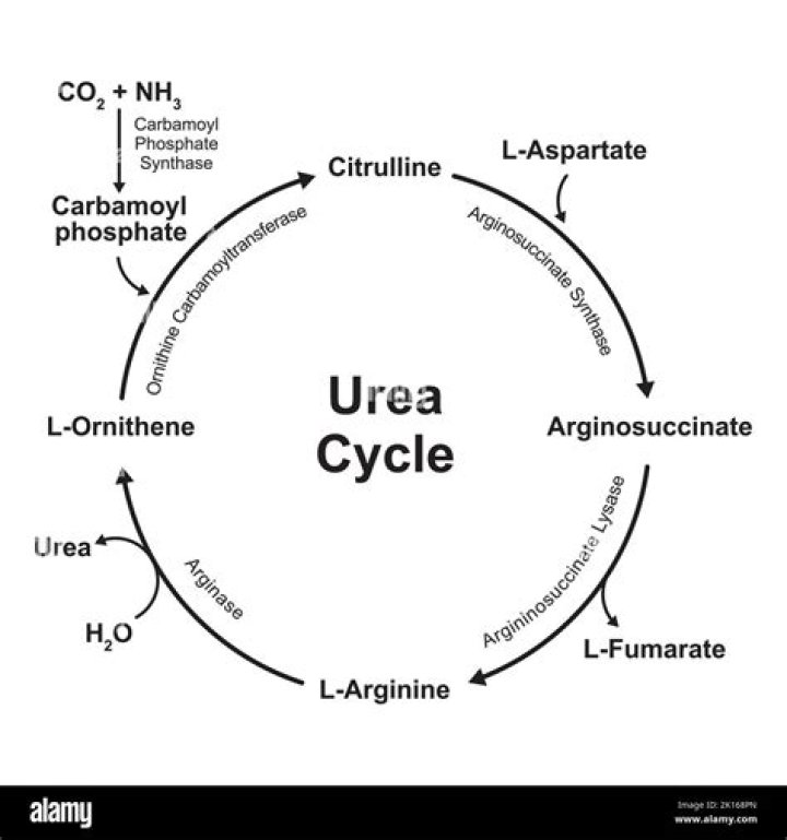 Can you make your own urea?