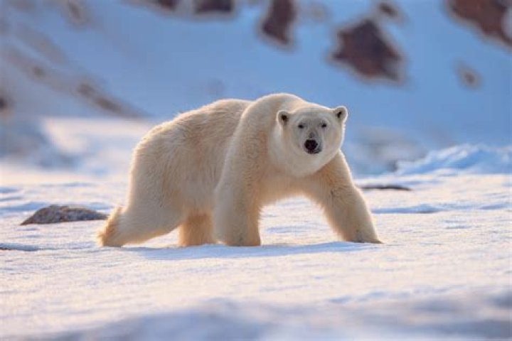 Can you outswim a polar bear?