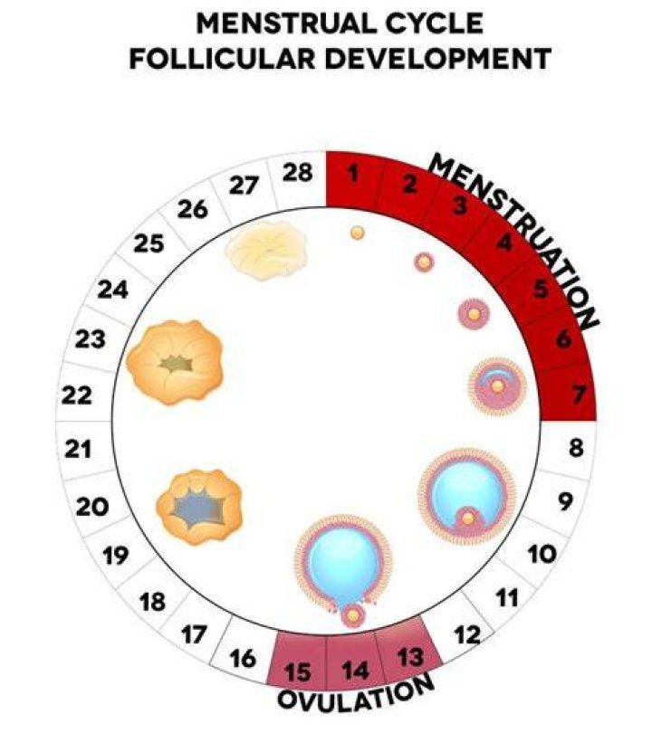 Can you ovulate twice?