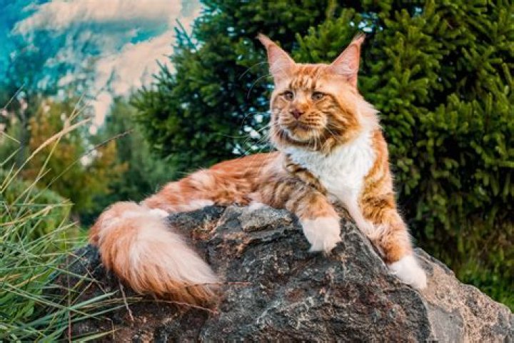 Can you own a big cat in Australia?