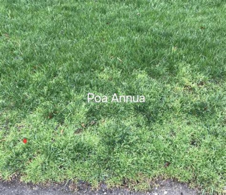 Can you pull Poa annua?