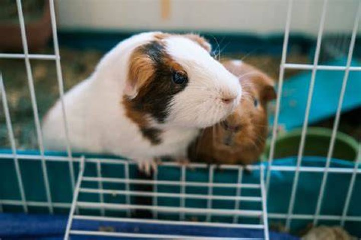 Can you put hay on the bottom of guinea pig cage?