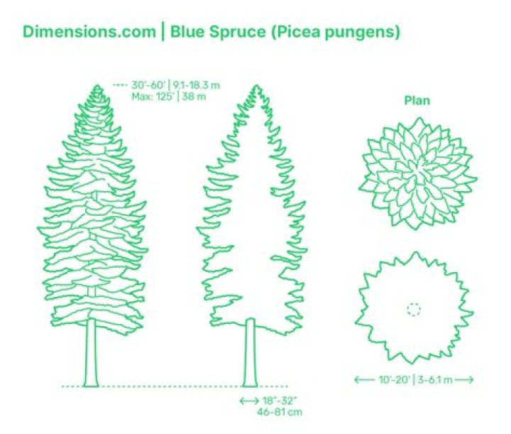 Can you reduce the height of a pine tree?