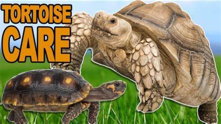 Can you take a tortoise for a walk?