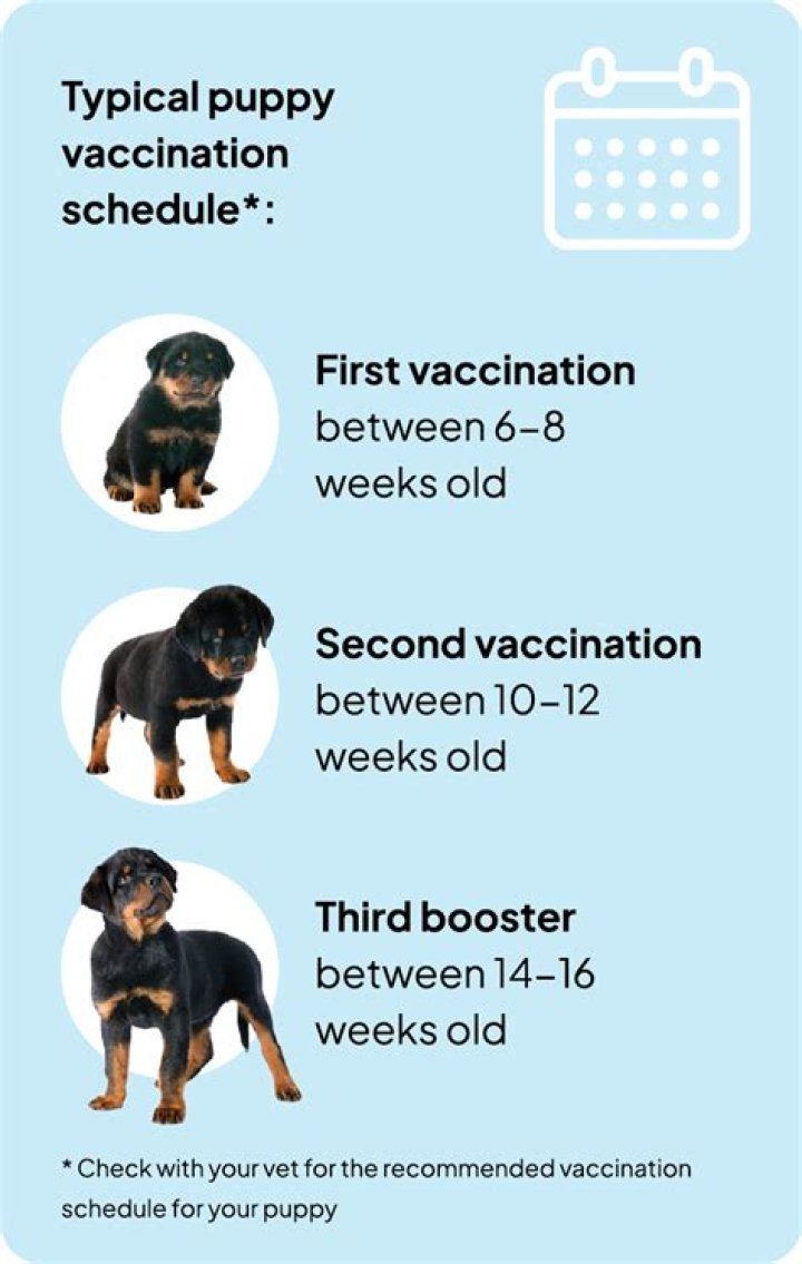 Can you tap a puppy on the nose?