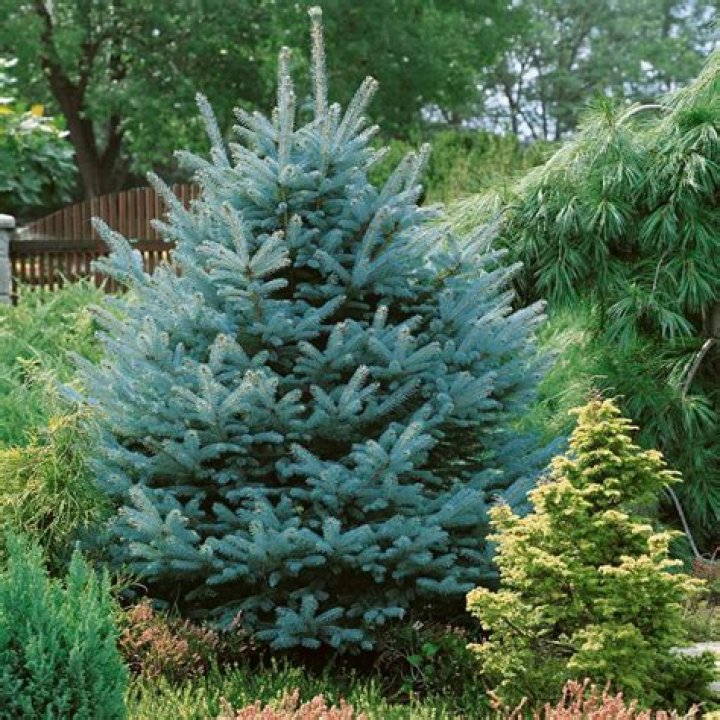 Can you top off a blue spruce?