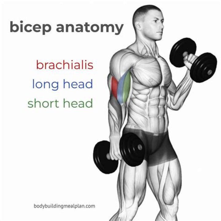 Can you train biceps everyday?