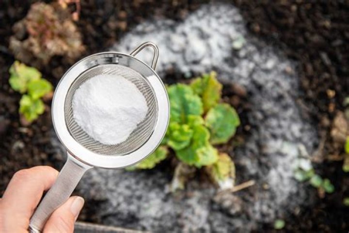 Can you use baking soda on plants?