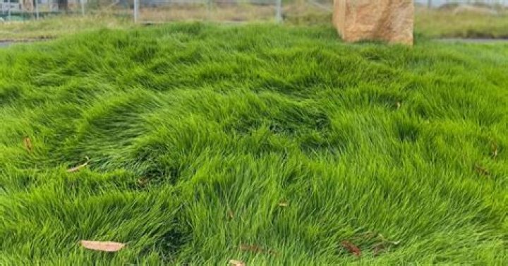 Can you walk on Zoysia grass?
