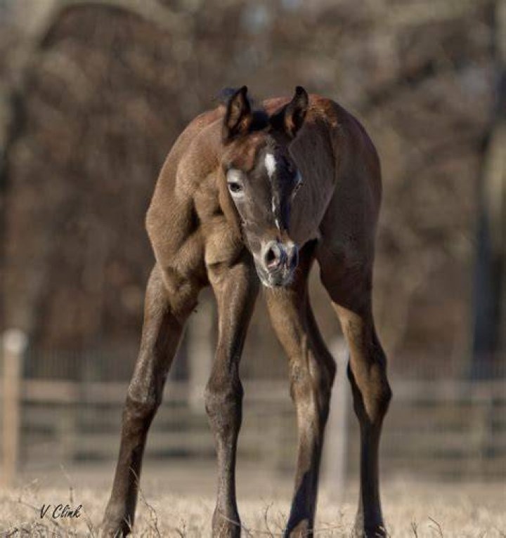 Did Barbaro sire any foals?