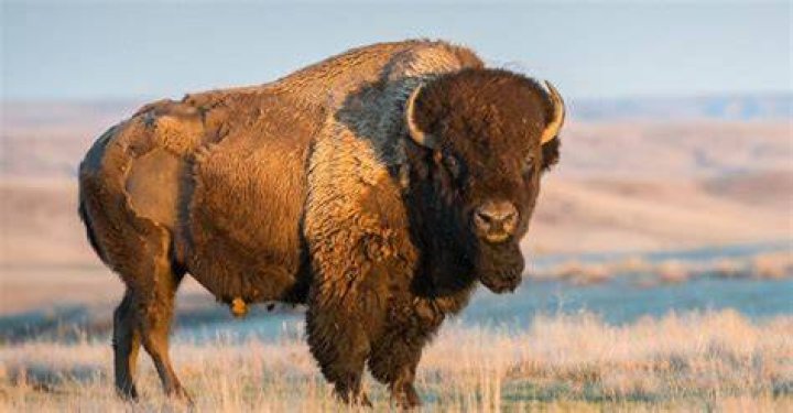Did bison live in Florida?