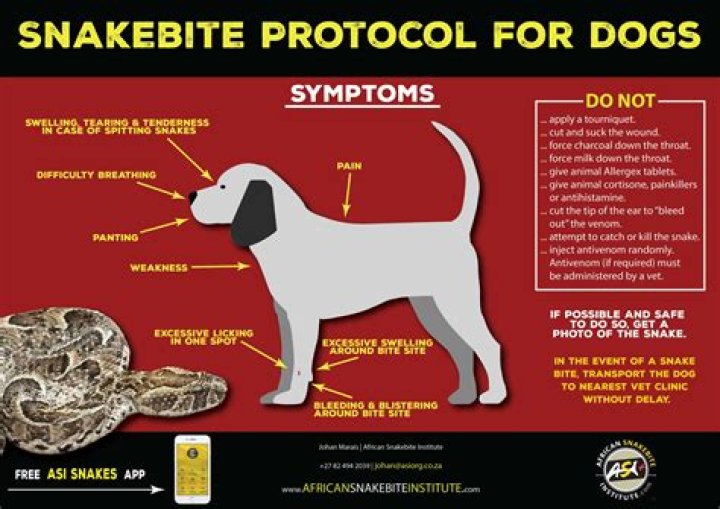 Did my dog get bitten by a snake?