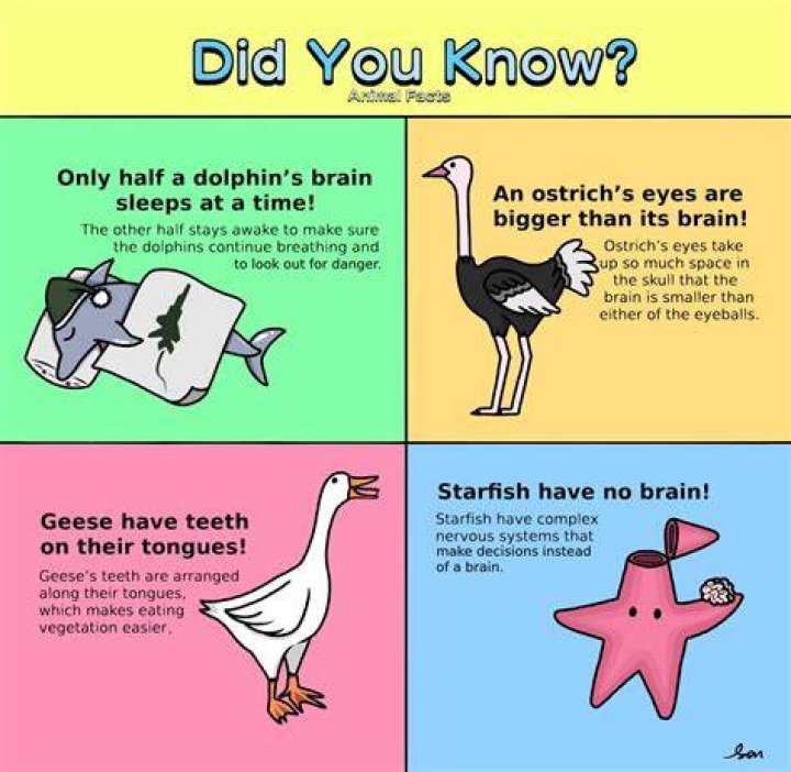 Did you know facts about Turkey?