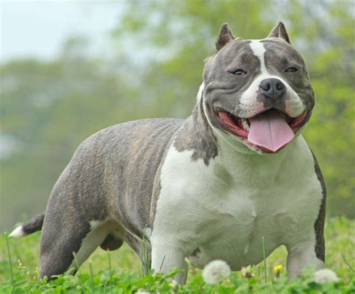 Do American Bullies drool?