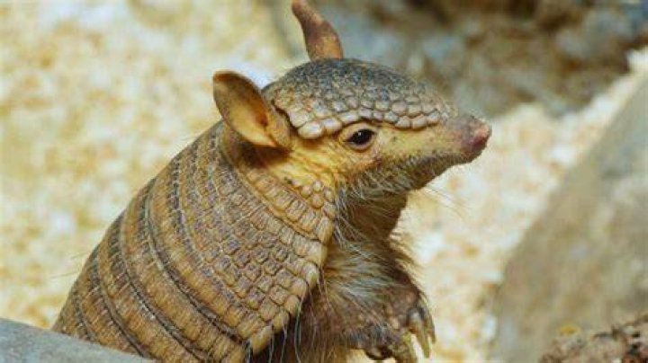 Do armadillos carry rabies?