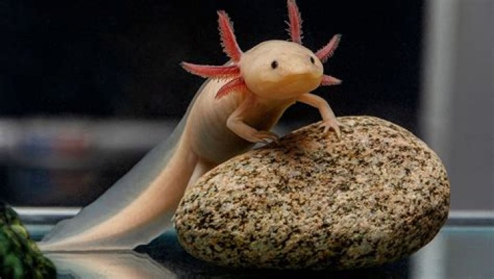 Do axolotls hate loud noise?