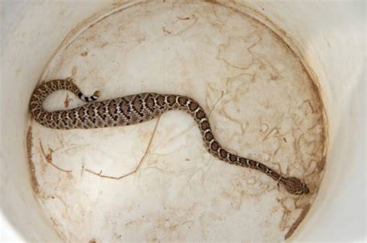 Do baby rattlesnakes have rattles?