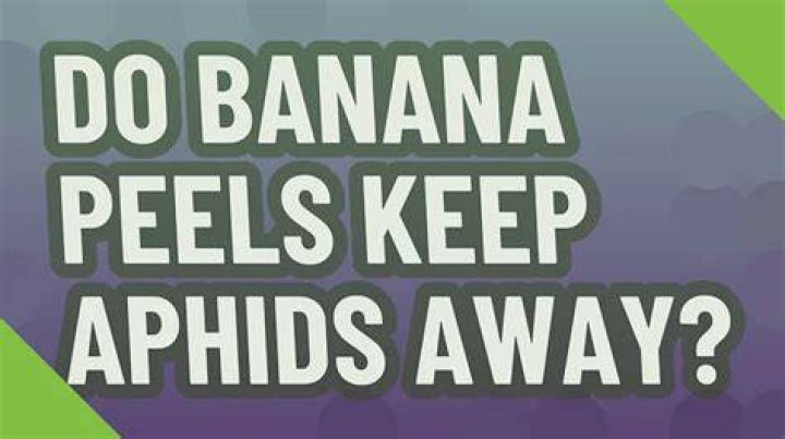 Do banana peels keep aphids away?
