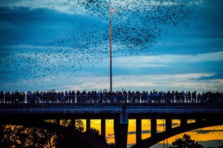 Do bats fly in the early morning?