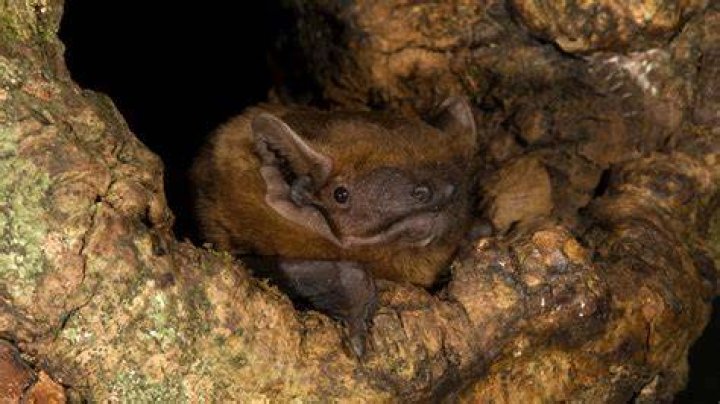Do bats hibernate in bat houses?