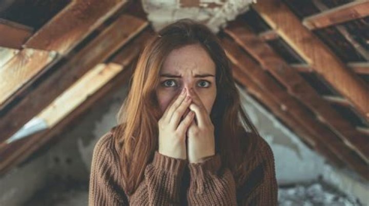 Do bats in attic smell?