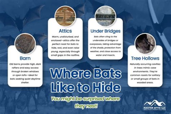 Do bats leave every night?