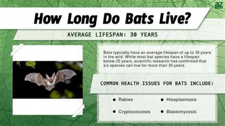 Do bats live together?