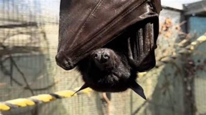 Do bats pee?
