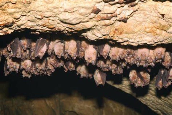 Do bats sleep?