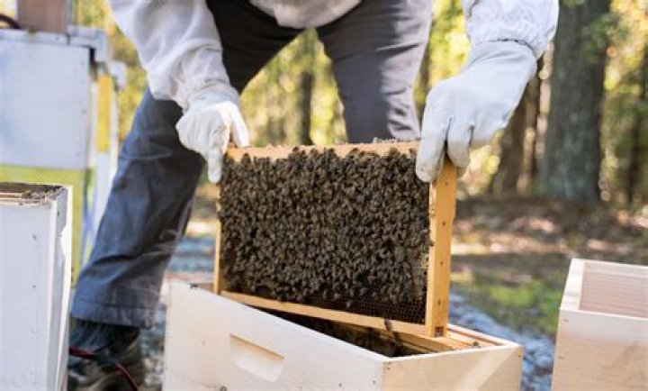 Do beekeepers get immune to bee stings?