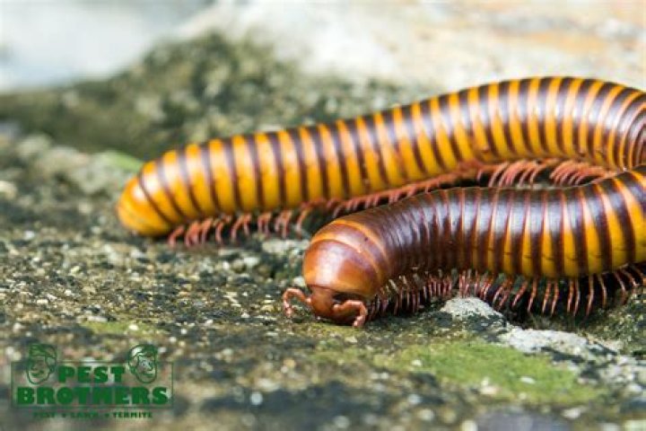 Do birds eat millipedes?