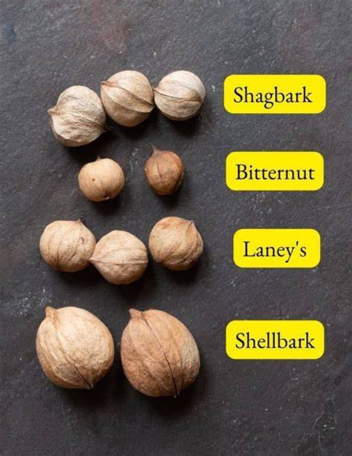 Do black bears eat hickory nuts?