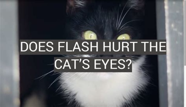Do black lights hurt cats eyes?