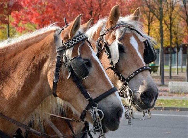 Do blinkers help spooky horses?